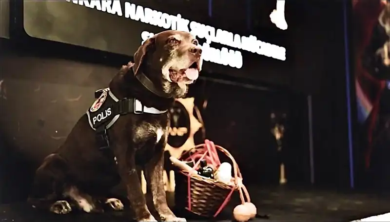Ankara'nın Emektar Narkotik Köpeği Toma, 11 Yıl Sonra Emekli Oldu