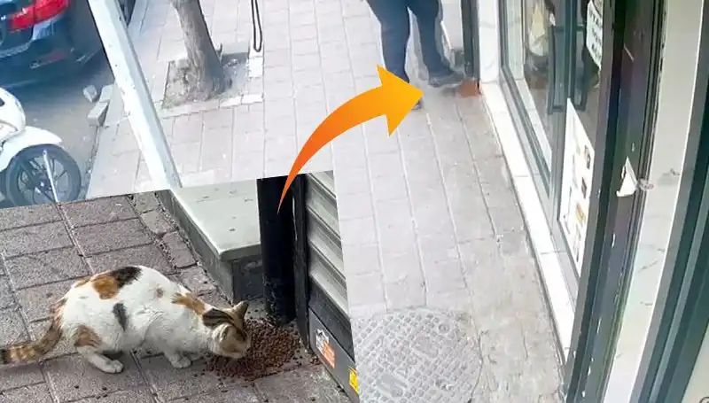 Kedilerin Mama Dağıttığı Anlar, Sosyal Medyayı Salladı!