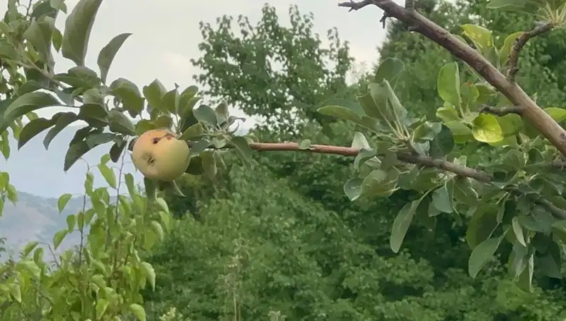 Yüzyılın Dondurucu Kışında Sadece Bir Elma Yetişti, Ama Çürük Çıktı