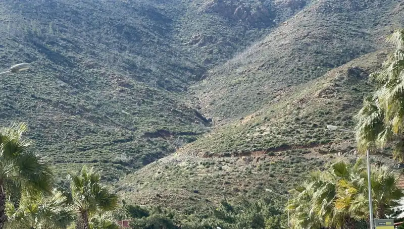 Marmaris'teki Yangın Sonrası Doğanın Yeniden Canlanması: Fidanlar Boy Verdi