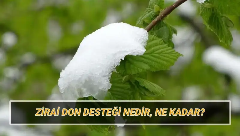 Zirai Don Desteği: 2023'te Hangi İllere Ne Kadar Yardım Yapılacak?