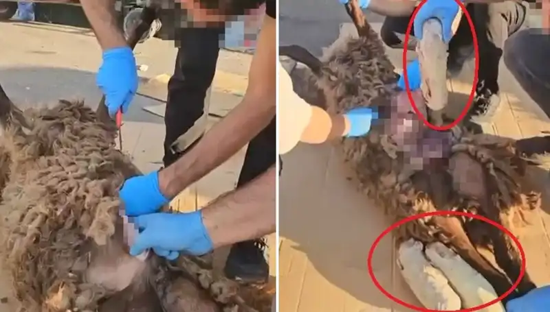 Zehir Tacirlerinin Son Yüzsüz Oyunu: Ölü Koyunun Karnında Ne Vardı?