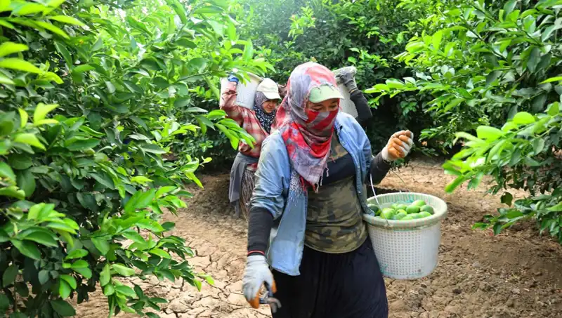 Marketlerde Fiyat Rekoru: Kilosu 150 Lirayı Aşan Sebzeler ve Yeni Hasat