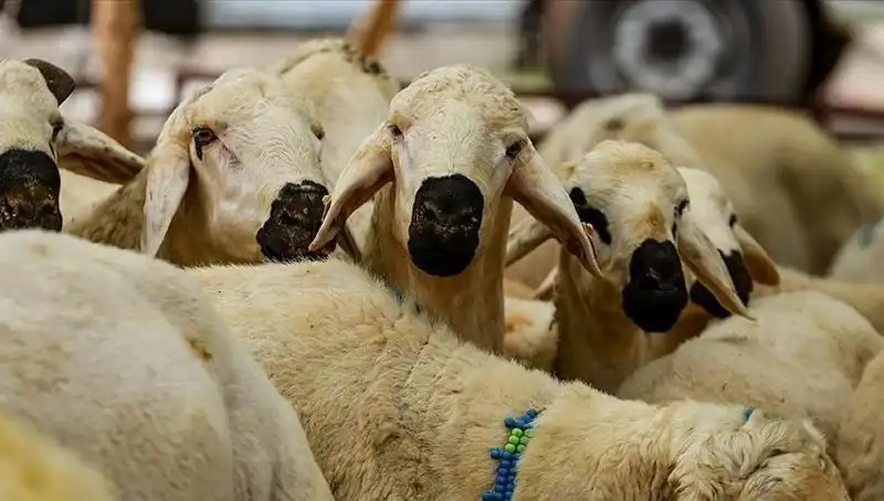 Kurban Bayramı 2025: Kurban Kesmenin Dini Yükümlülükleri ve Önemli Detaylar