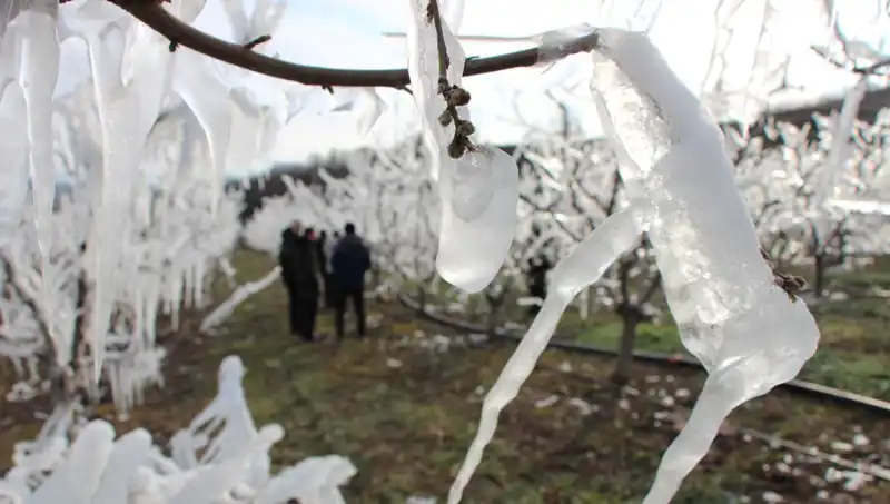 Ağaçları Korumak İçin Dondurmuştu: Tomurcukların Yüzde 80’i Çiçek Açtı