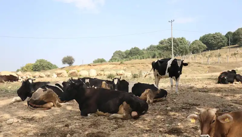 Şap Hastalığı Alarmı: 22 Köyde Giriş Çıkış Kısıtlaması Getirildi