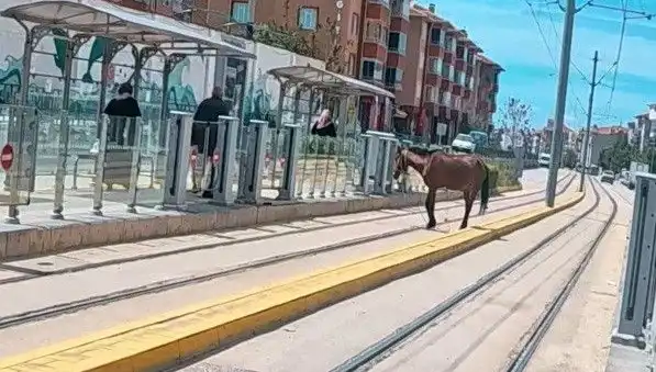 Eskişehir Tramvay Raylarında Başka Bir Manzara: Başıboş At Şaşkınlığı