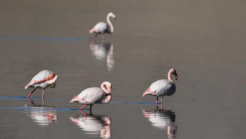 Kuş Cenneti Kuraklıktan Etkilendi: Flamingo Popülasyonu Düşüşte!