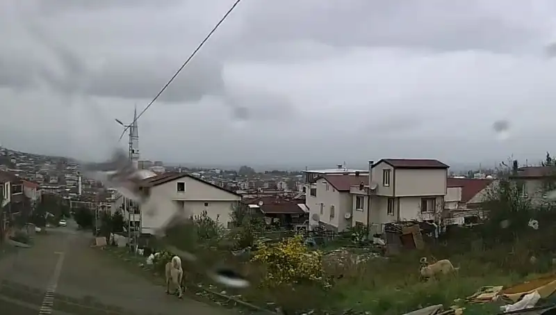 Sahipsiz Köpeklerin Saldırısı: 5 Yaşındaki Çocuk Hayati Tehlike Altında