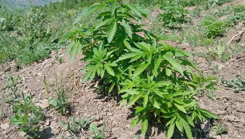 Bingöl'de Çiftlikte Kenevir ve Kaçak Tütün Operasyonu: Detaylar Açıklandı